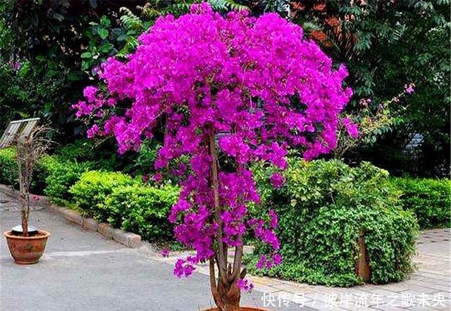 花芽|想让三角梅爆炸式开花,春天给足“3种料”,开花一茬接一茬