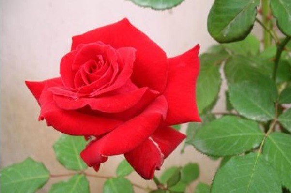 气话|俗话说病从口入祸从口出,尤其是这4句话,说了祸事不断!