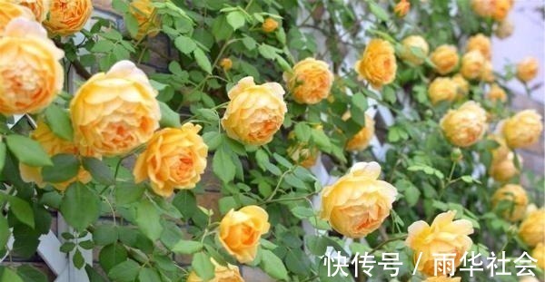 奥斯汀|此花一年开花300天,花朵会散发酒香味,院里养2棵3年爬满墙!