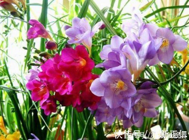 养花|养花就养这几款,全年开花不停,比牡丹美,比绿萝好养!