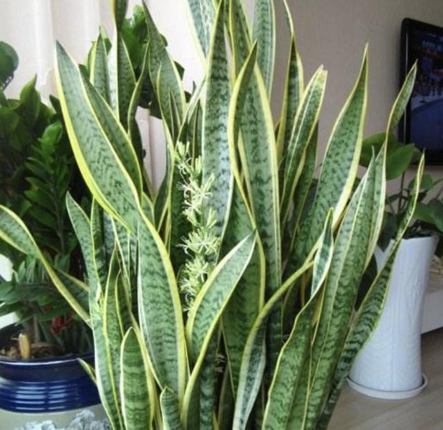 花卉|家里“肥料”不够用,出门捡“2种料”,处理后撒盆里,养分足!