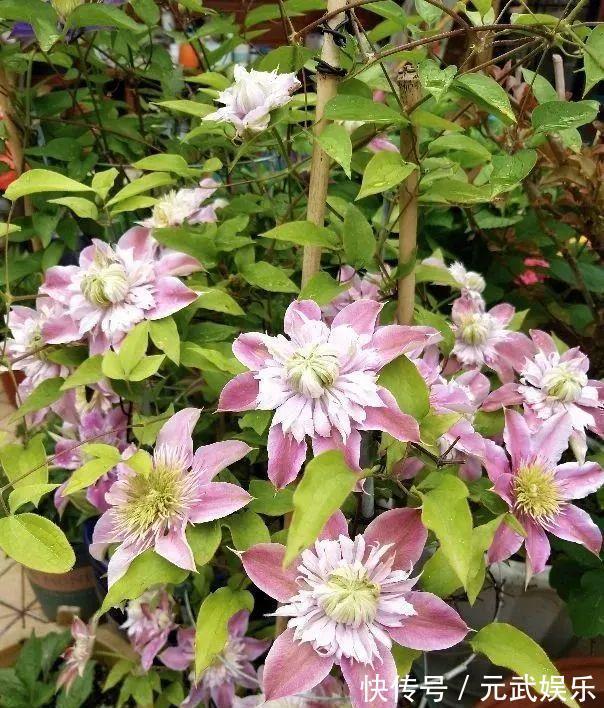 压条|养花技巧:给花切个小口子,埋土里100%生根,根本不用扦插!