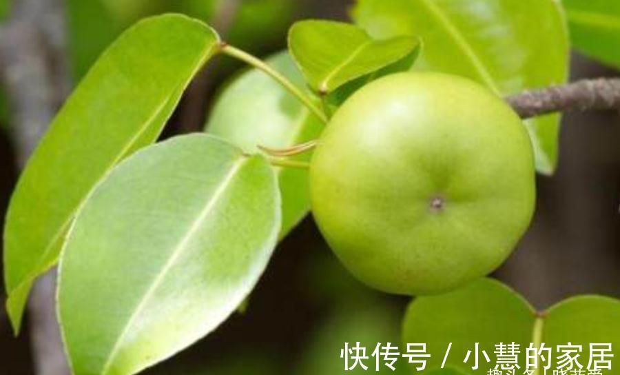 “美丽有毒”的植物，快来认识11种“毒花毒果”，不吃亏不上当