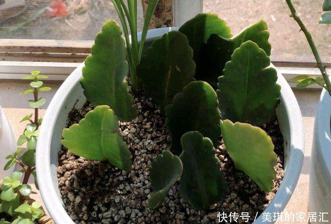 长寿花|只要一片叶子就能插活的花,有3种,繁殖了一盆又一盆