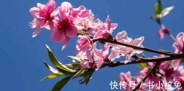 生肖|未来十天运势极好,诸事顺遂,一旺到来年三生肖