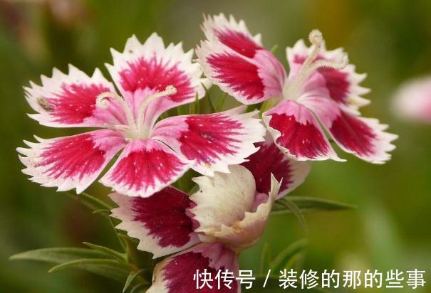 姿态|从8月12日开始,家养此款花卉,花朵姿态万千,家里美成小花园