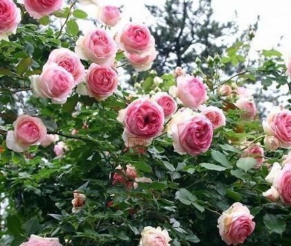 漂亮|有个小院子，养上4种花，花量大，花期长，全年开花300天