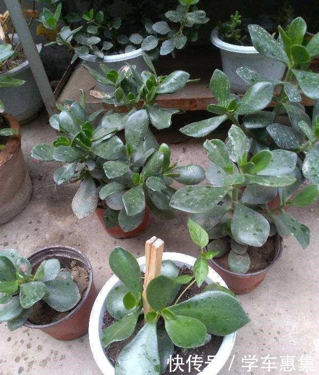 这花冬天不能放在室外,气温低于5度就死亡,太可怕了!