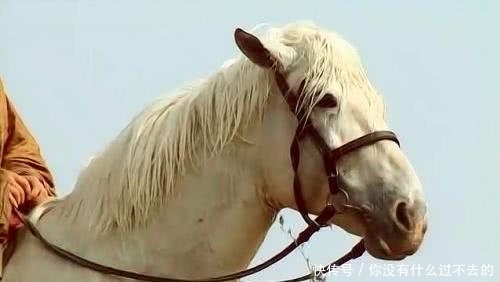 战马|战场杀器,三国时期最强的三匹战马