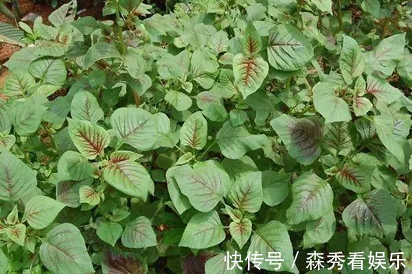野菜|广西农村最好吃的野菜,很多人叫不出名字,你吃过几种