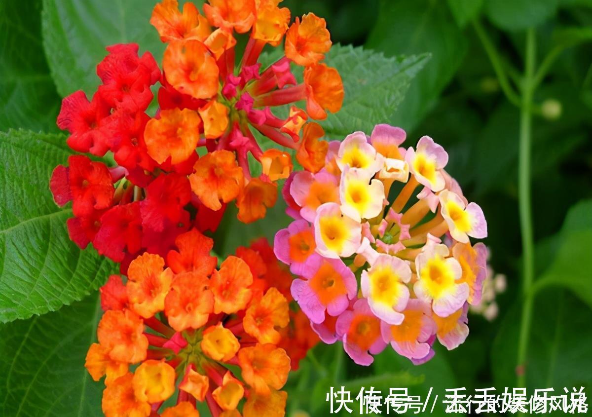 小栈|民间七大毒花,别让这些花毁了你的健康