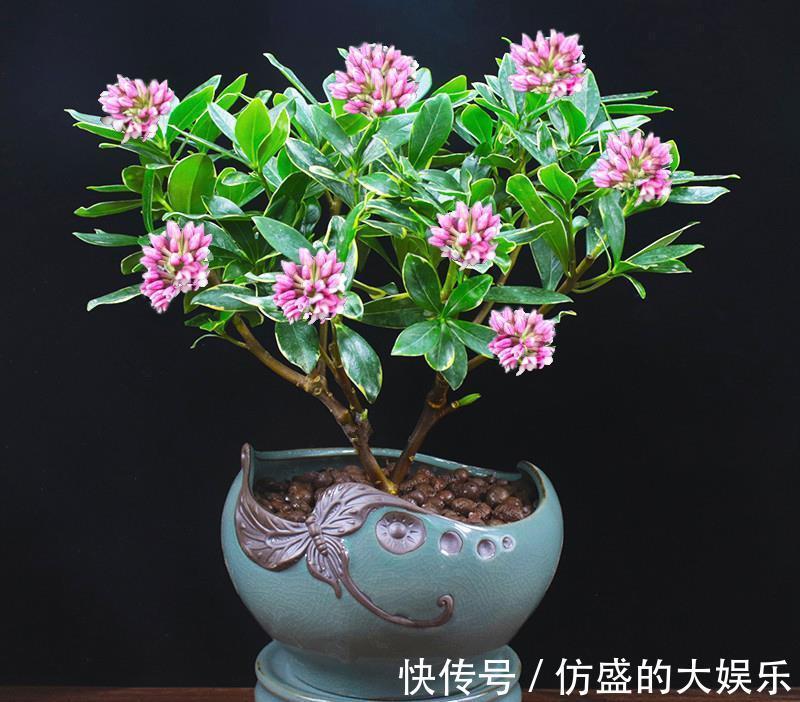 大花盆|8种“吉利花”,要用“穷养法”,小盆养老桩,富贵又旺家