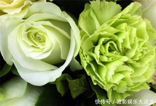 阳台养上一盆“它”花语健康有活力,花色“奇特”你值得拥有