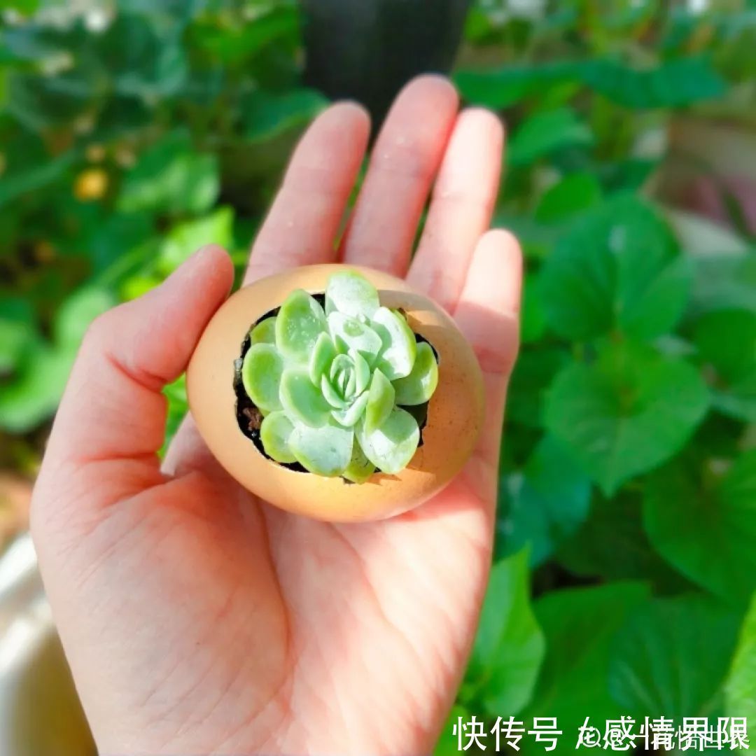 多肉盆栽猪肉这么贵,骨头洗干净种多肉,比花盆还好看