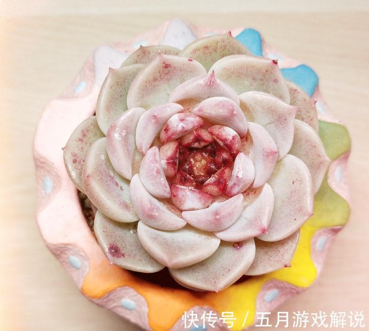 淡雪|推荐新手养的8种多肉,随便一扔都能活,真是新手的福音