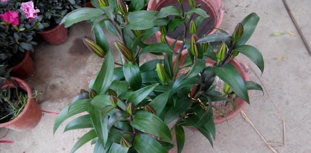 好养|好养漂亮的“4种花”,阳台室内养一盆,浇水就长爆盆,开花不断