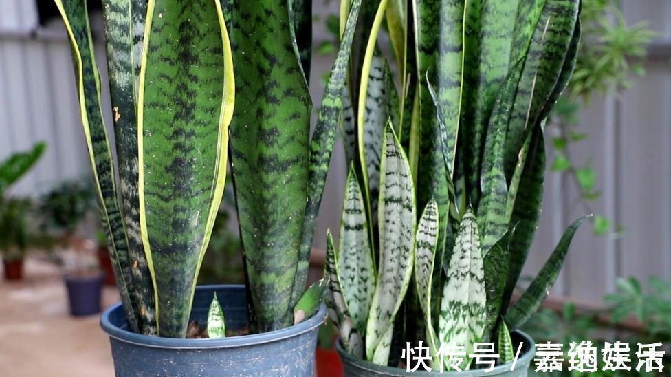 施肥|养虎皮兰不用施肥,教你2个方法,让它长得枝叶繁茂