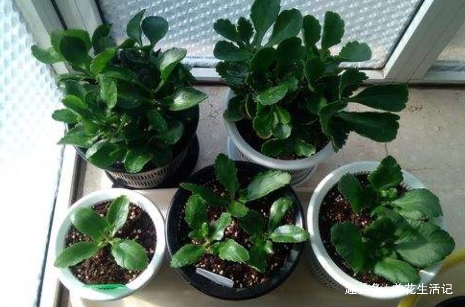 扦插长寿花，用这个方法成活率高，年底能赏花，花朵艳丽繁多