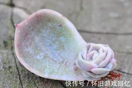 多肉叶插不生根,教你叶插五要素,10天就能长出小胡须