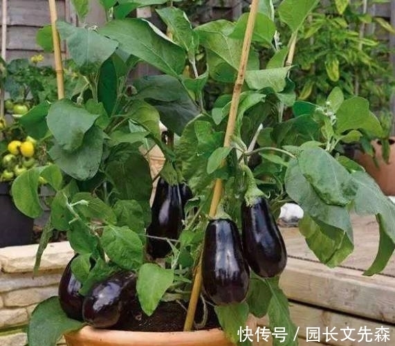 结果|能吃一年的盆栽蔬菜,它花期长结果多,而且一个果子能炒一盘菜