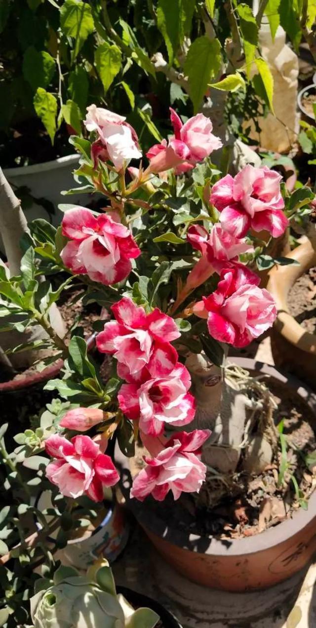 这花有个大肚子,里面全是水,1个月不浇照样活