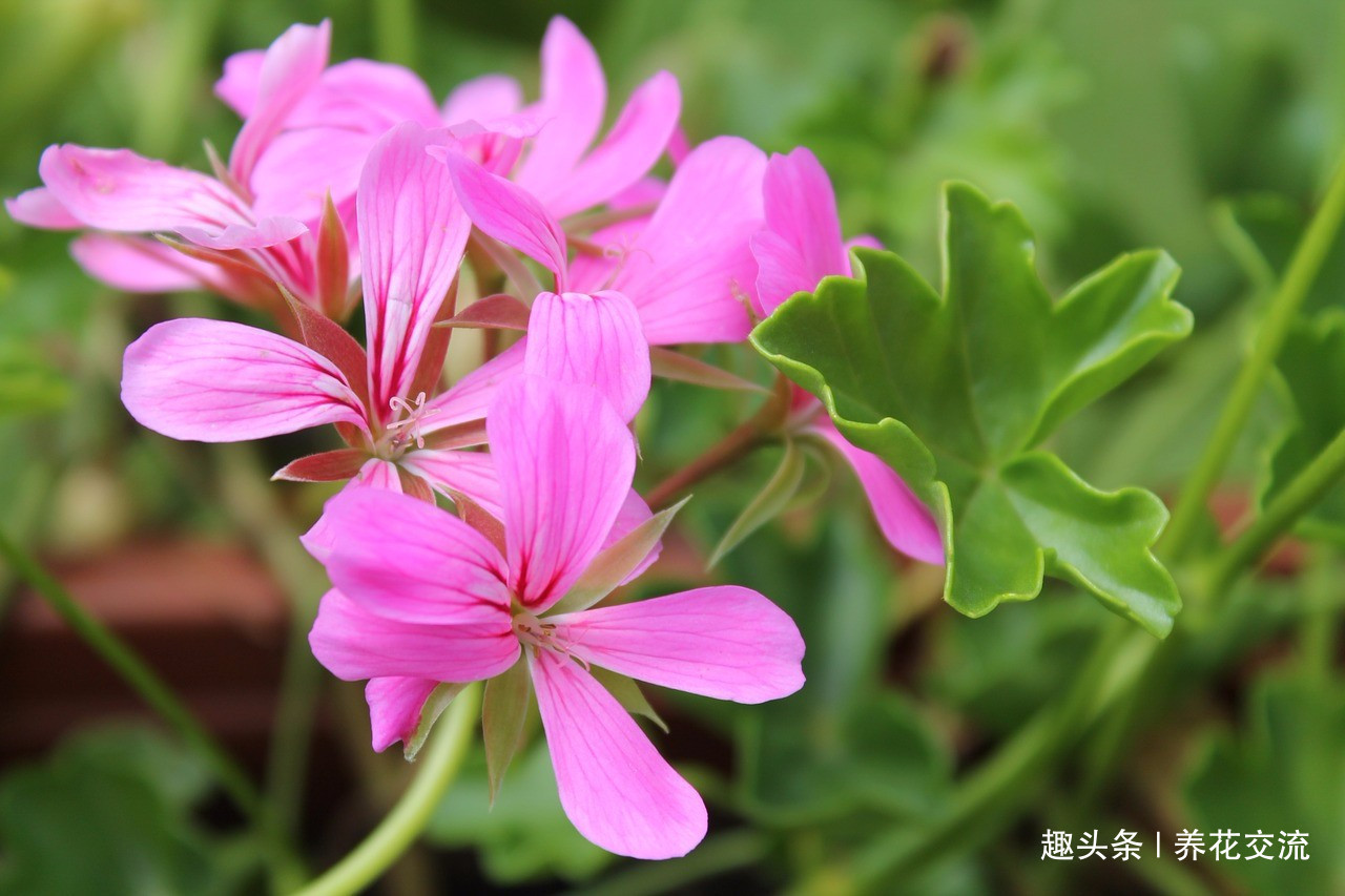 枝条|夏天容易养烂根的天竺葵，在秋天特好养，剪几段枝条插土里就生根