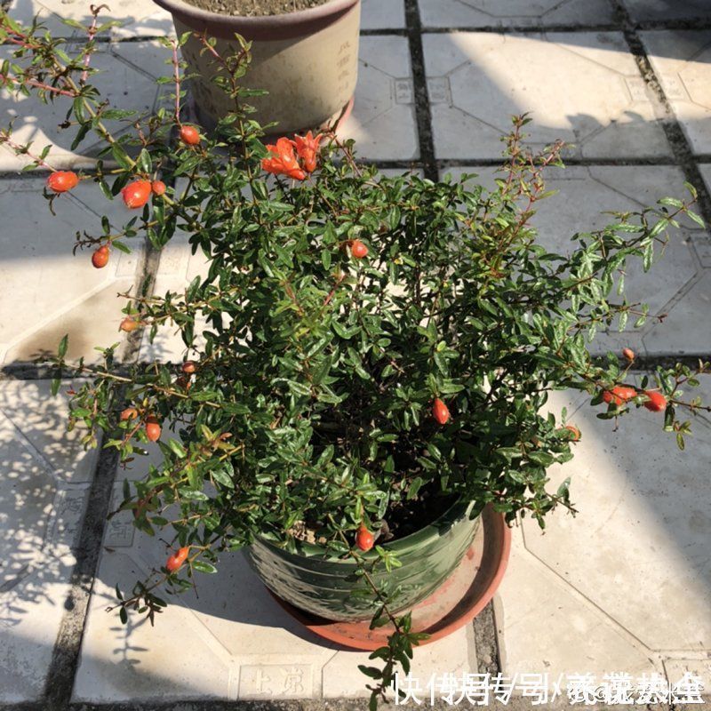 果子|家里养盆“招财花”,一年四季开红花结红果,“招财旺运”又红火