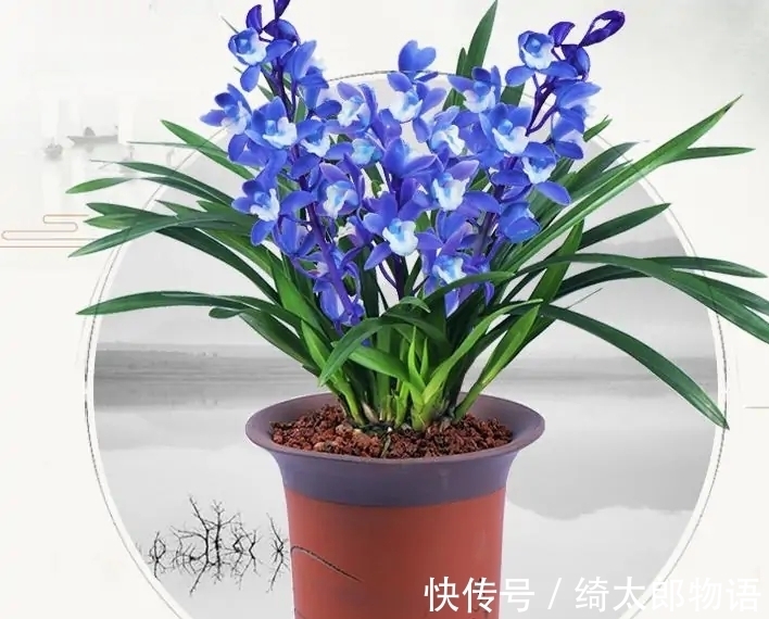 此兰是我国独有,曾88万一盆,现一苗不足百元,养一盆真值