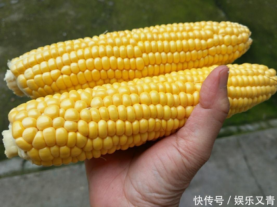 甜玉米糯玉米采摘正当时,教你几招,让你选到老嫩适中的鲜玉米棒