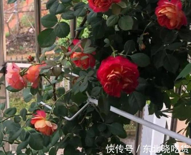 喜欢月季花养2种就够了，粗放管理，四季开花不断