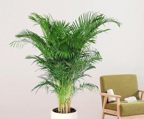 4种花,皮实好养又大气,摆在客厅上档次,有品位的人都养了