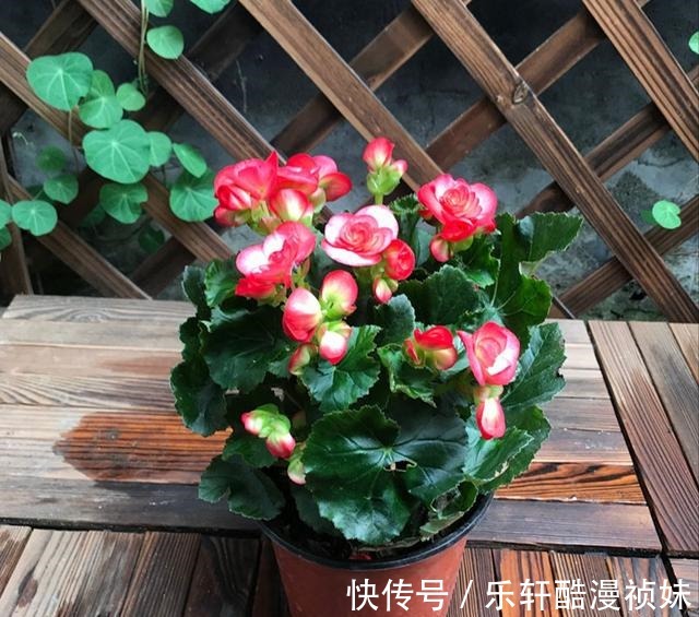 8种“洋气花”,天冷别喷水,不然黄叶、掉花苞,越养越难看