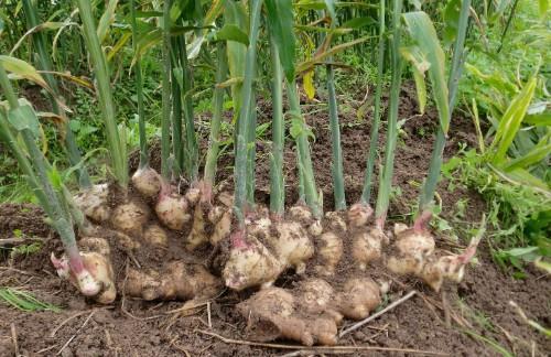 泡茶的时候，茶水里加点生姜，3个好处自动送上门，很多人不清楚