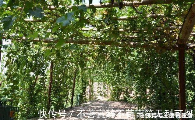 阳台上|还在苦苦养花吗?今年都流行种果树了,开完花就结果,味甜真不错