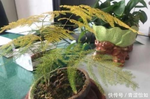 浇灌|文竹富贵竹黄叶,吃粒过期药,30天长爆盆,根系粗壮、叶子绿