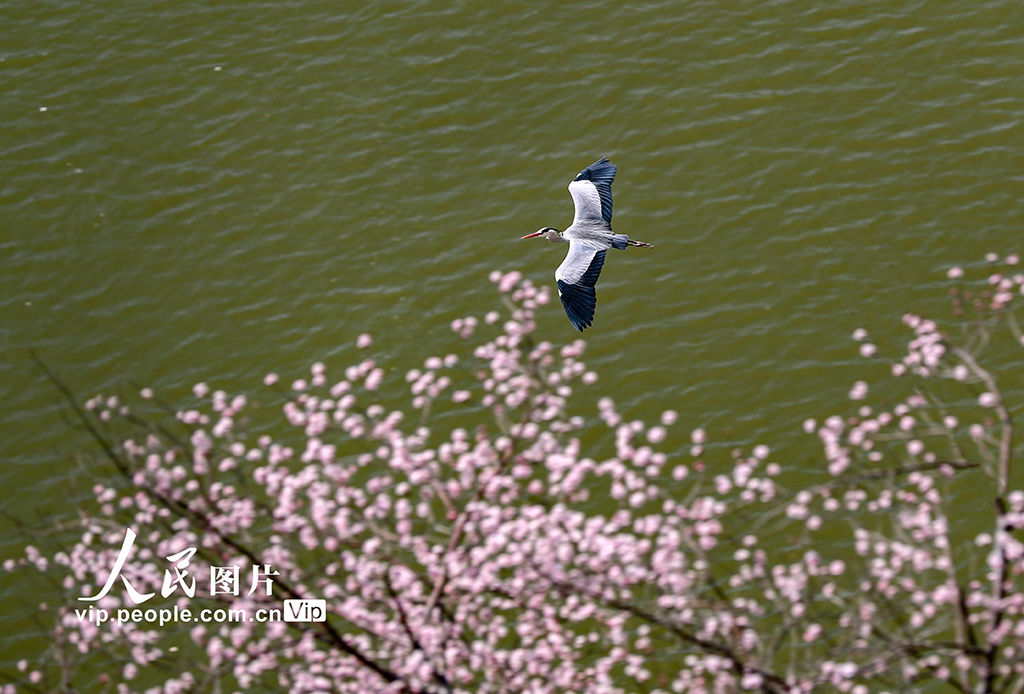 山西平陆：黄河岸畔苍鹭舞