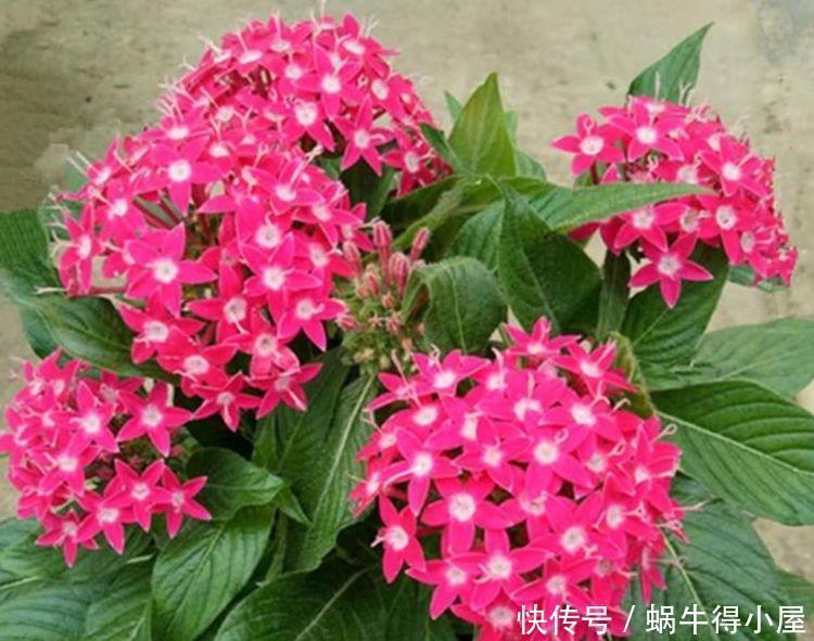 4种花漂亮又好养,比牡丹好看,比吊兰好养,好看极了