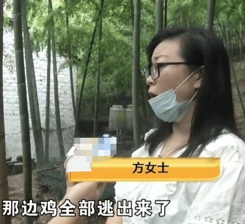 出租|眼红养殖场很赚钱,房东要涨7倍房租,被拒后放走1500只鸡