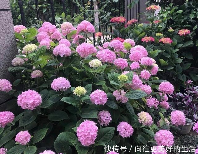 秋季|到了8月底,养绣球花抓住“3个”重点,枝条多、明年花朵密