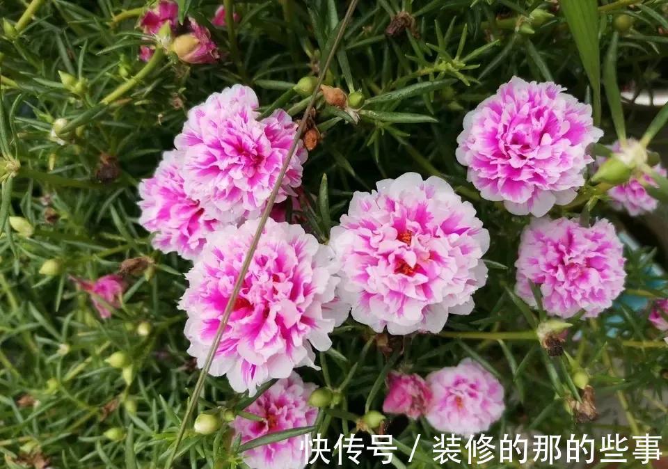 光辉岁月|5种“漂亮花”,40度高温依然爆花球,开花200天,越热花越多