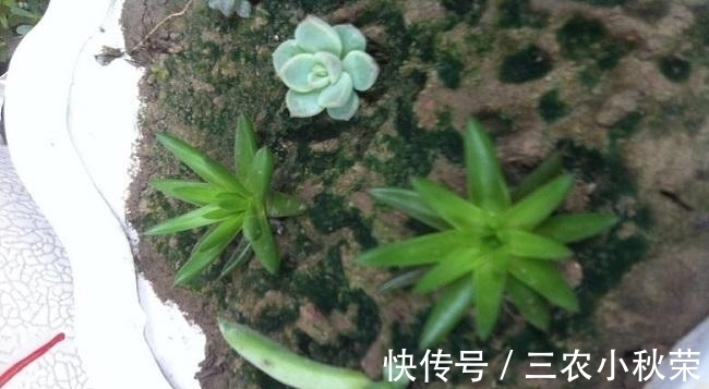 爆盆|多肉植物观音莲怎么养可以爆盆?
