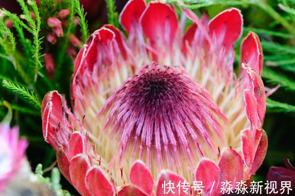吉祥|此花是花中的帝王,代表的是胜利和团圆,有着富贵吉祥的寓意
