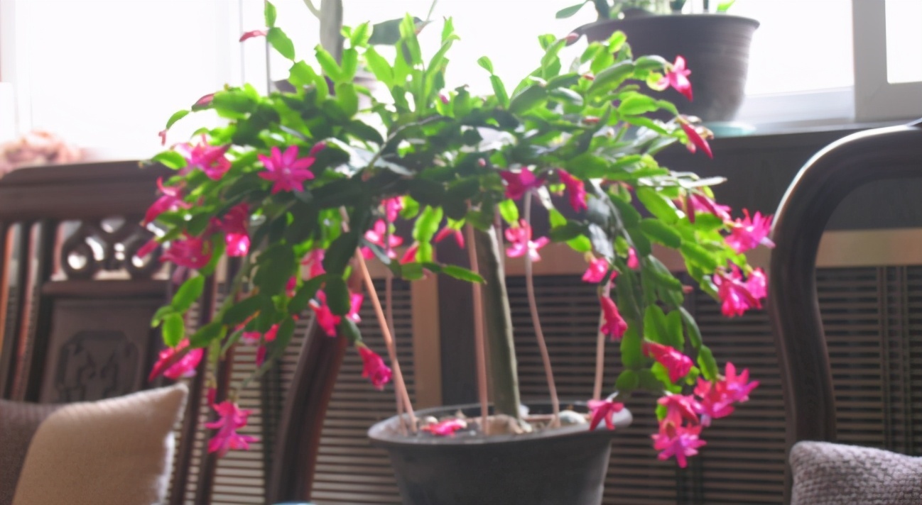 磷酸二氢钾|掌握住这个“催花技巧”,养蟹爪兰或其他花卉全不用愁了