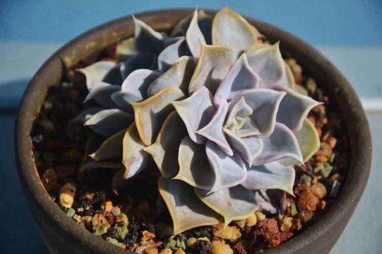 面朝大海的多肉们,在四季变迁中生生不息!