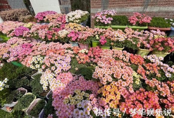 夏天|夏天疯狂开花的酢浆草，价格很便宜，买几个，埋到土里就开花