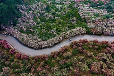 老年|湖南怀化：茶花迎春惹人醉 繁花相伴迎新春