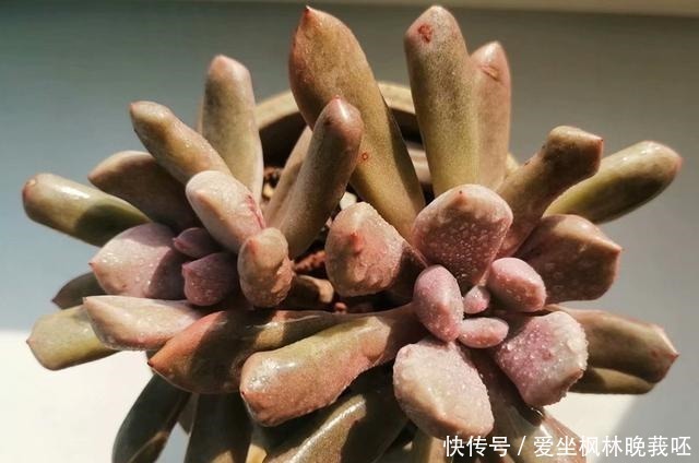 事实|事实证明,隔着玻璃窗也可以养好多肉,但摆放位置要特别注意!