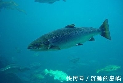 我们在垂钓时说话,真的会吓跑鱼吗?