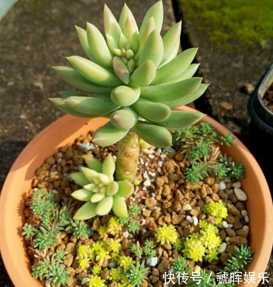 以下这些多肉植物不仅好养,换盆还跟不上爆芽,轻松养殖成老桩!