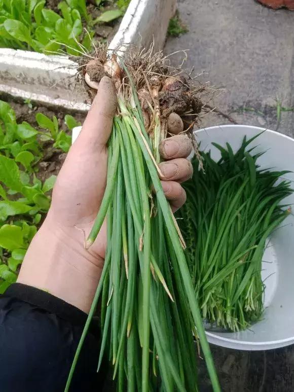 日照|阳台种小葱,注意3点,叶子猛蹿,割了一茬又一茬,收获不断!